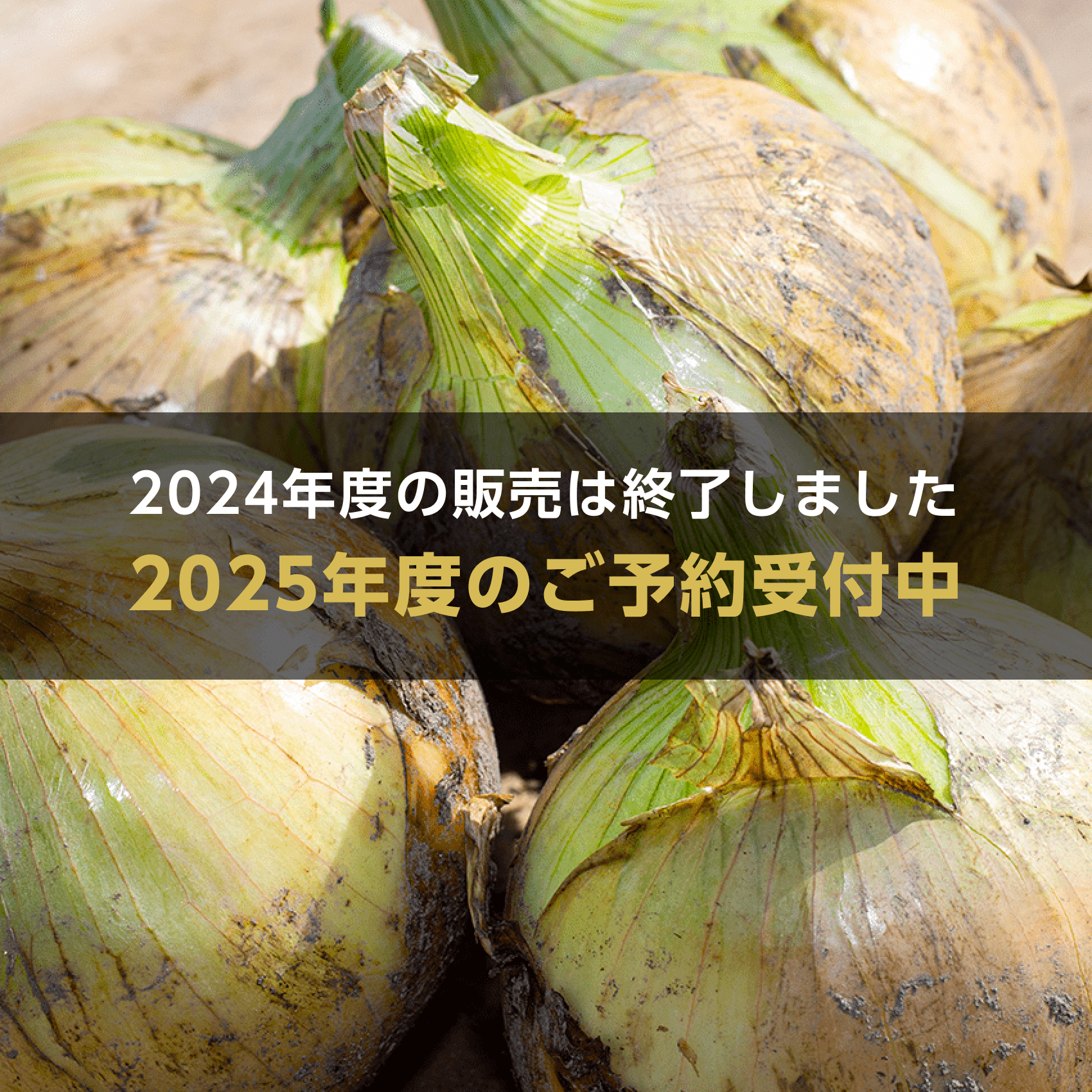 【数量・期間限定】【送料無料】 海月館 自社農場栽培！淡路島産 新玉ねぎ 9.5kg