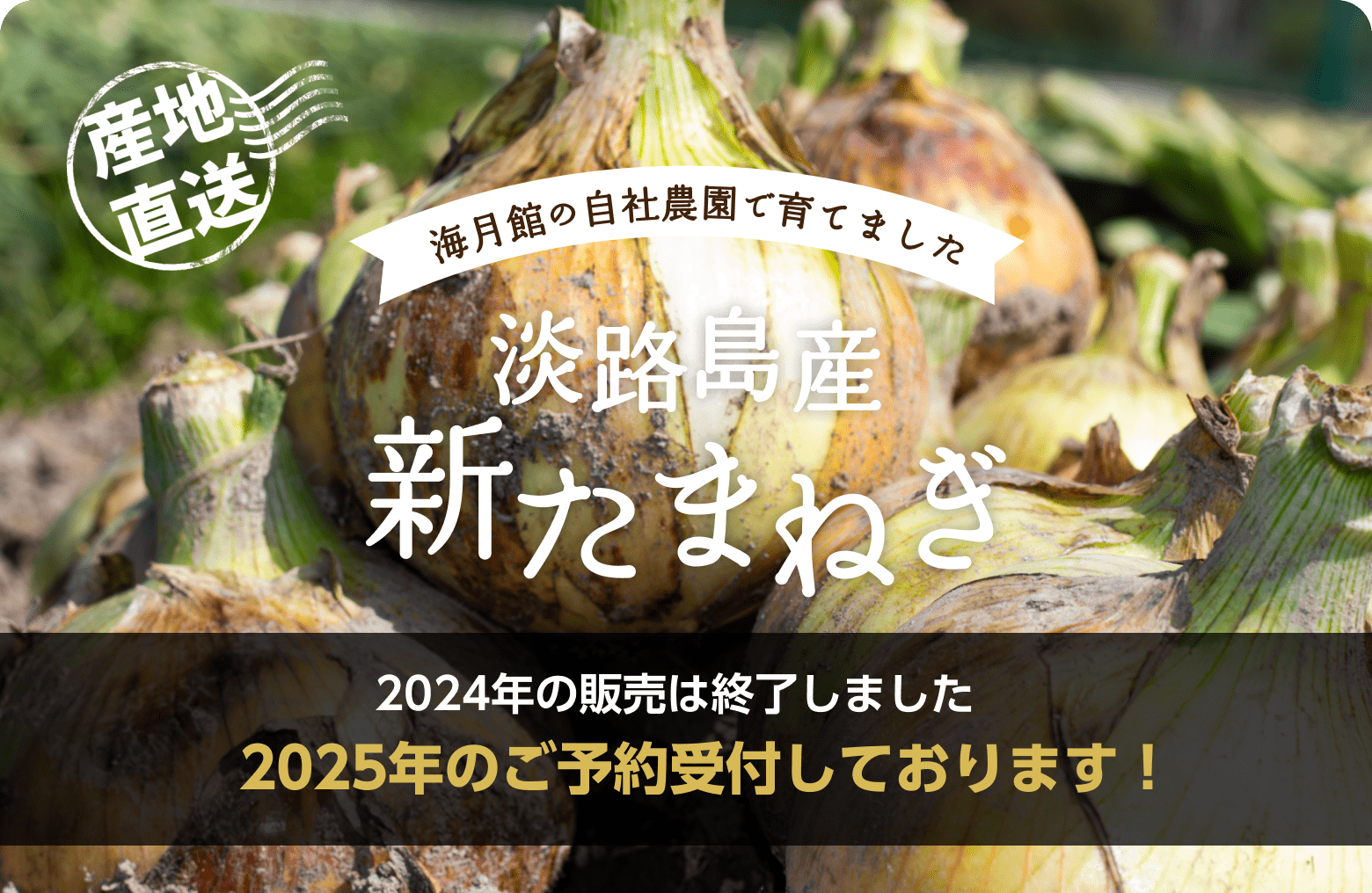 海月館の自社農園で育てました！淡路島産 新たまねぎ｜数量・期間 限定商品