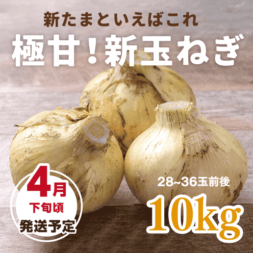 【数量・期間限定】【送料込み】海月館 自社農園栽培!淡路島産 極甘!早生玉ねぎ 【サイズお任せ 10kg】