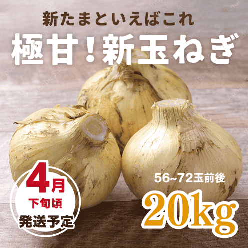 【数量・期間限定】【送料込み】海月館 自社農園栽培!淡路島産 極甘!早生玉ねぎ 【サイズお任せ 20kg】