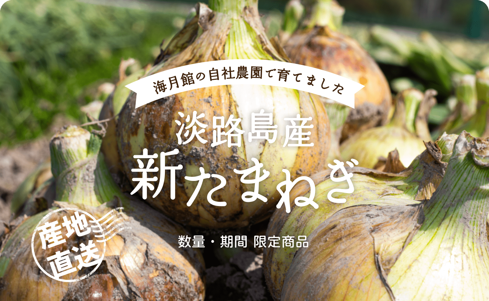 海月館の自社農園で育てました！淡路島産 新たまねぎ｜数量・期間 限定商品