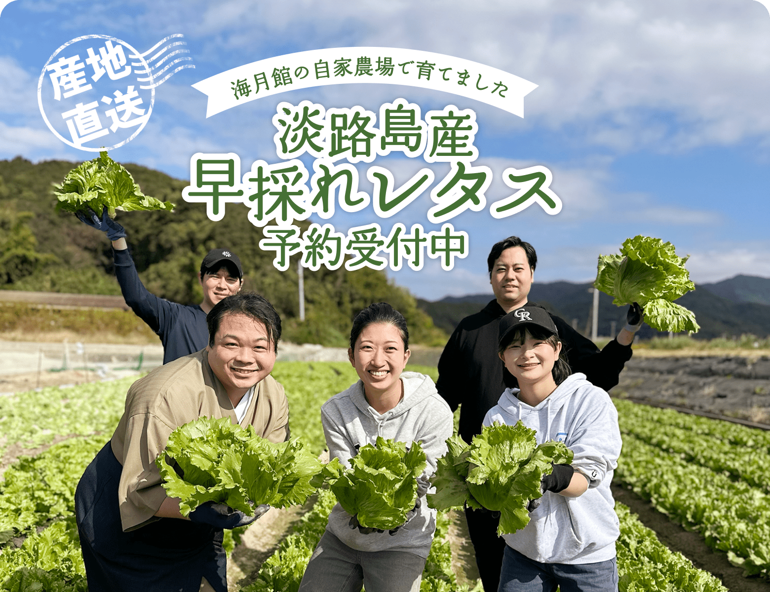 海月館の自社農園で育てました！淡路島産 早採れレタス｜期間限定商品