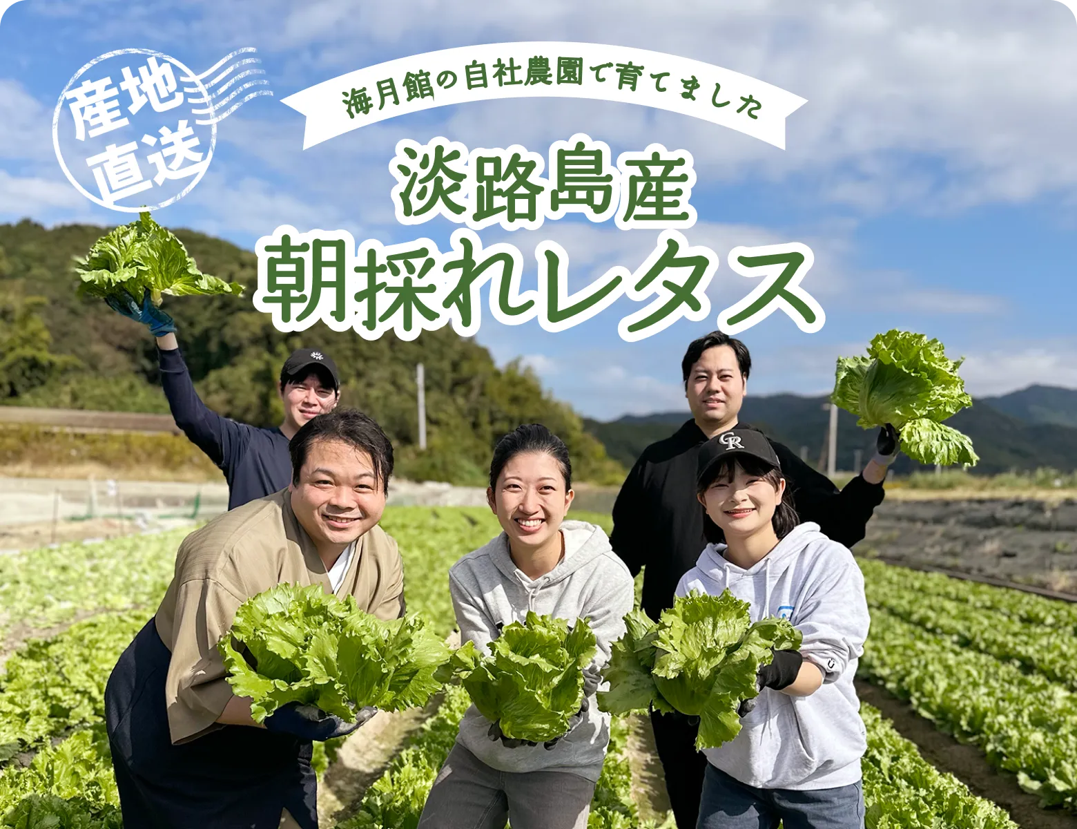 海月館の自社農園で育てました！淡路島産 早採れレタス｜期間限定商品