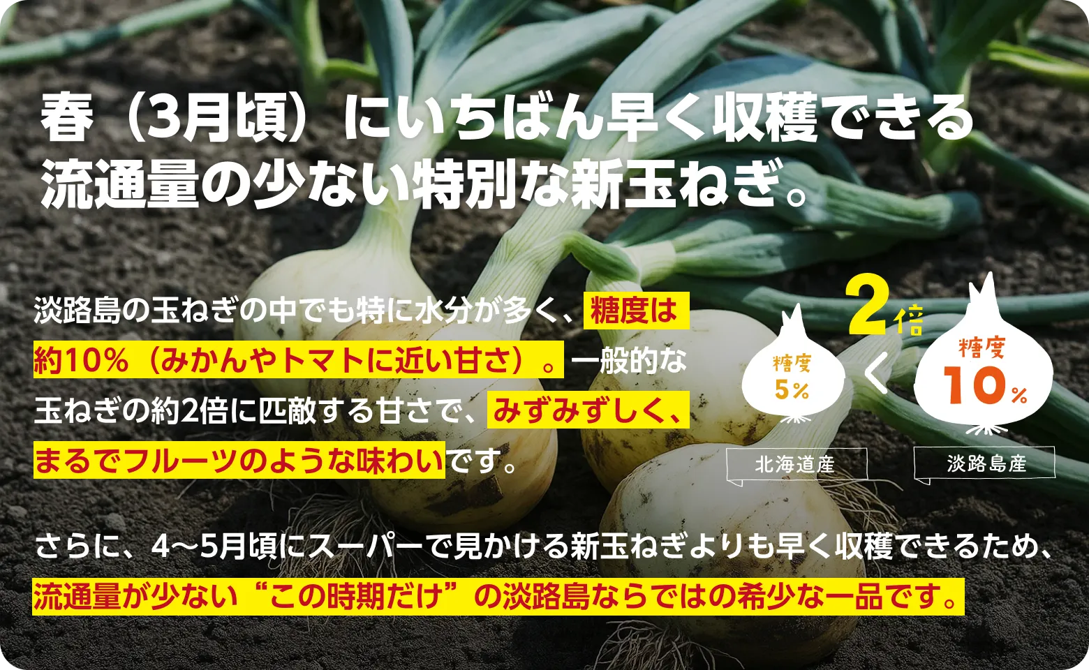 春（3月頃）にいちばん早く収穫できる流通量の少ない特別な新玉ねぎです。淡路島の玉ねぎの中でも特に水分が多く、糖度は約10％（みかんやトマトに近い甘さ）。一般的な玉ねぎの約2倍に匹敵する甘さで、みずみずしく、まるでフルーツのような味わいです。さらに、4〜5月頃にスーパーで見かける新玉ねぎよりも早く収穫できるため、流通量が少ない“この時期だけ”の淡路島ならではの希少な一品です。
