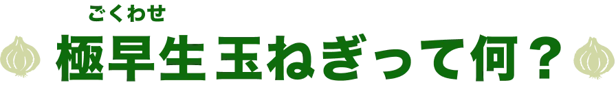 極早生（ごくわせ）玉ねぎって何？