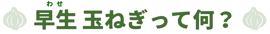 早生（わせ）玉ねぎって何？