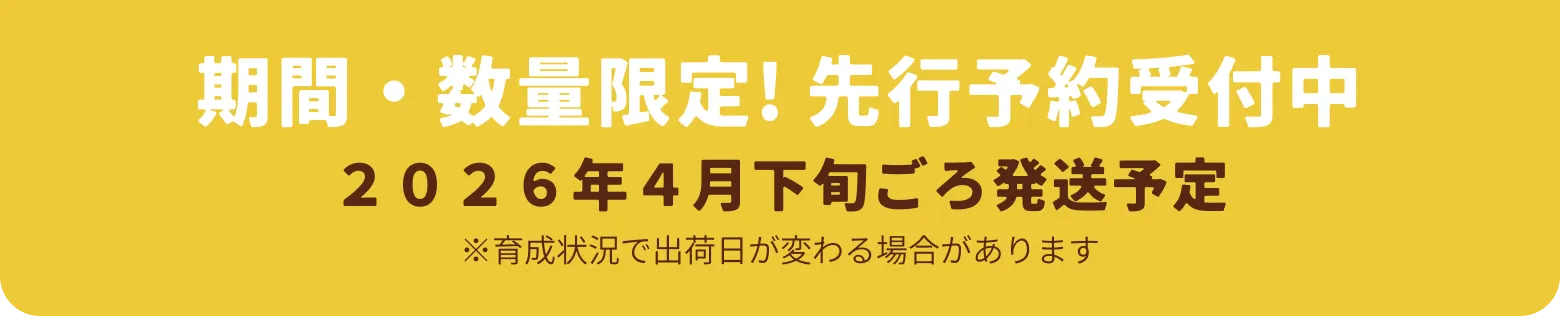 ２０２６年４月下旬ごろ発送予定｜期間・数量限定! 先行予約受付中（玉ねぎの育成状況で出荷日が変わる場合があります）