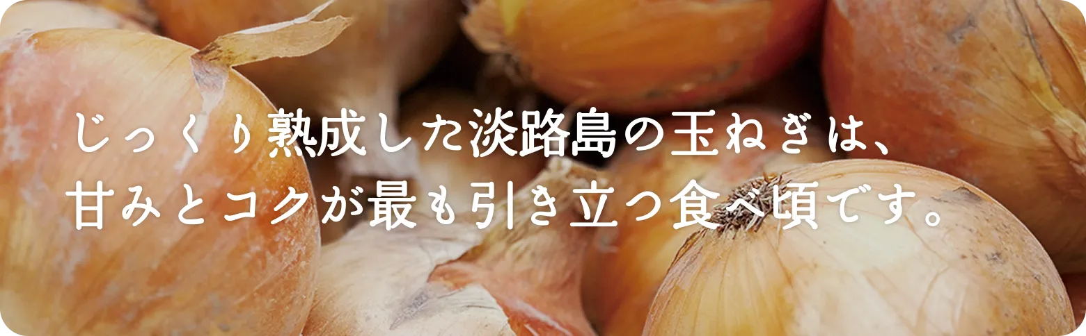 じっくり熟成した淡路島の玉ねぎは、甘みとコクが最も引き立つ食べ頃です