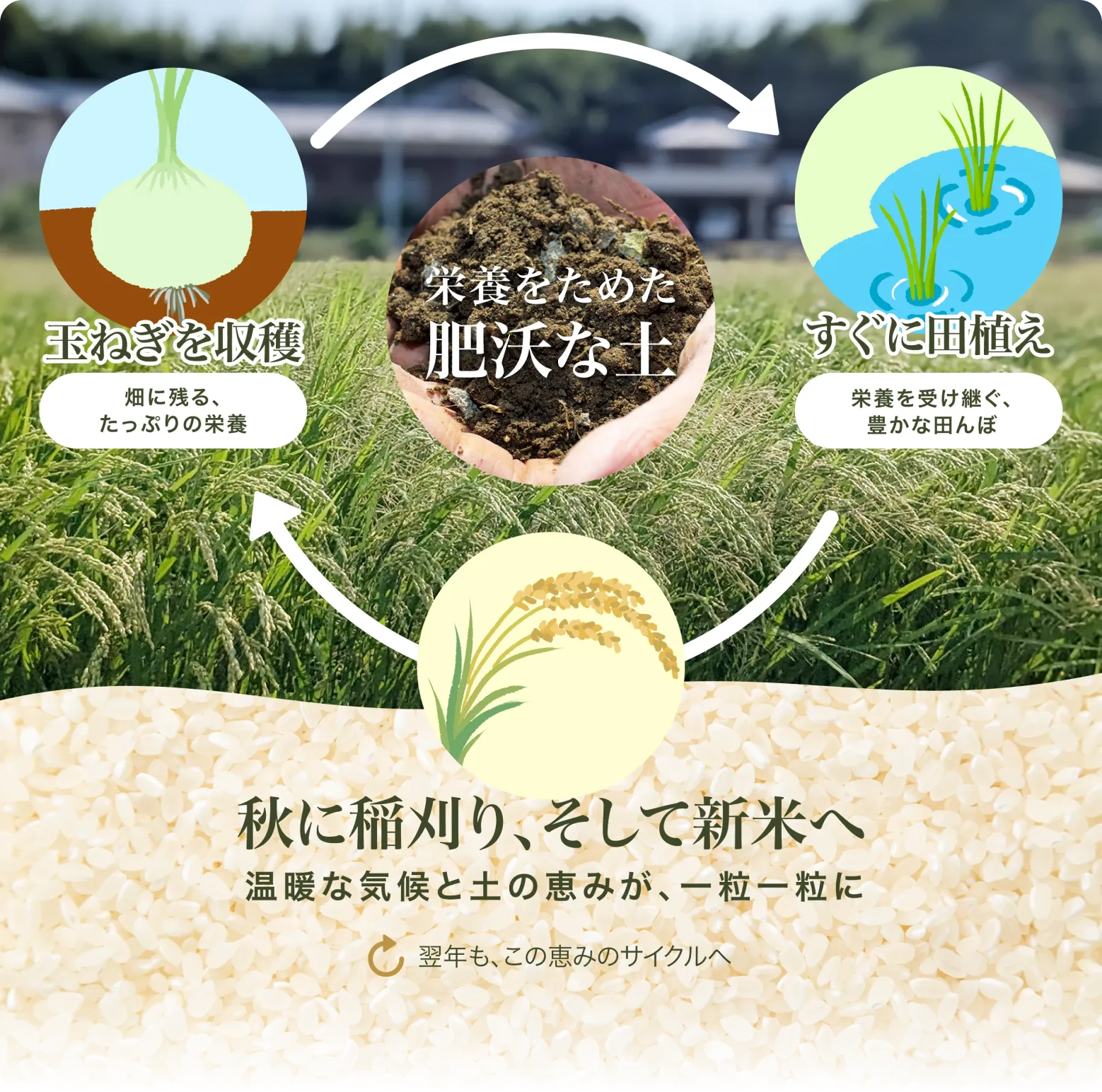 淡路島の「二毛作」のサイクルとは